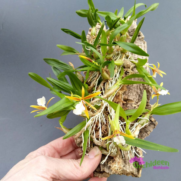 Epidendrum polybulbon - Dinema polybulbon, aufgebunden, Größe XL